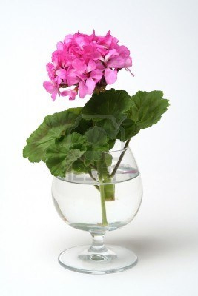 853643-florecimiento-de-geranio-en-florero-de-cristal-sobre-fondo-blanco-con-marco-de-madera